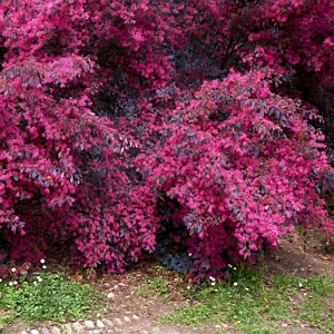 Red Diamond Southern Living Loropetalum